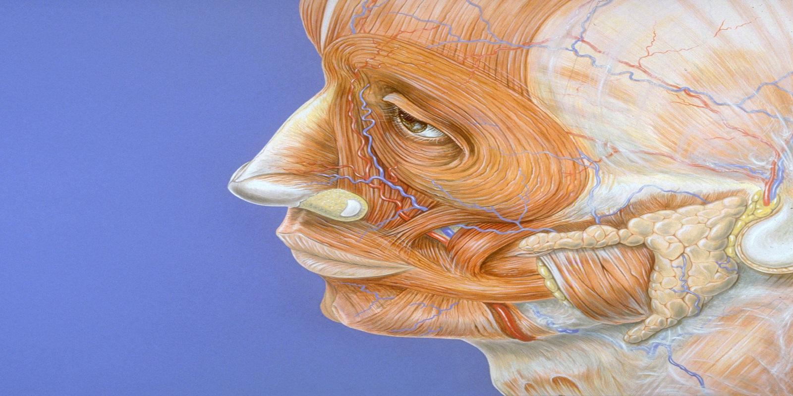 Bruxismo. Ranger de dentes e a Acupuntura