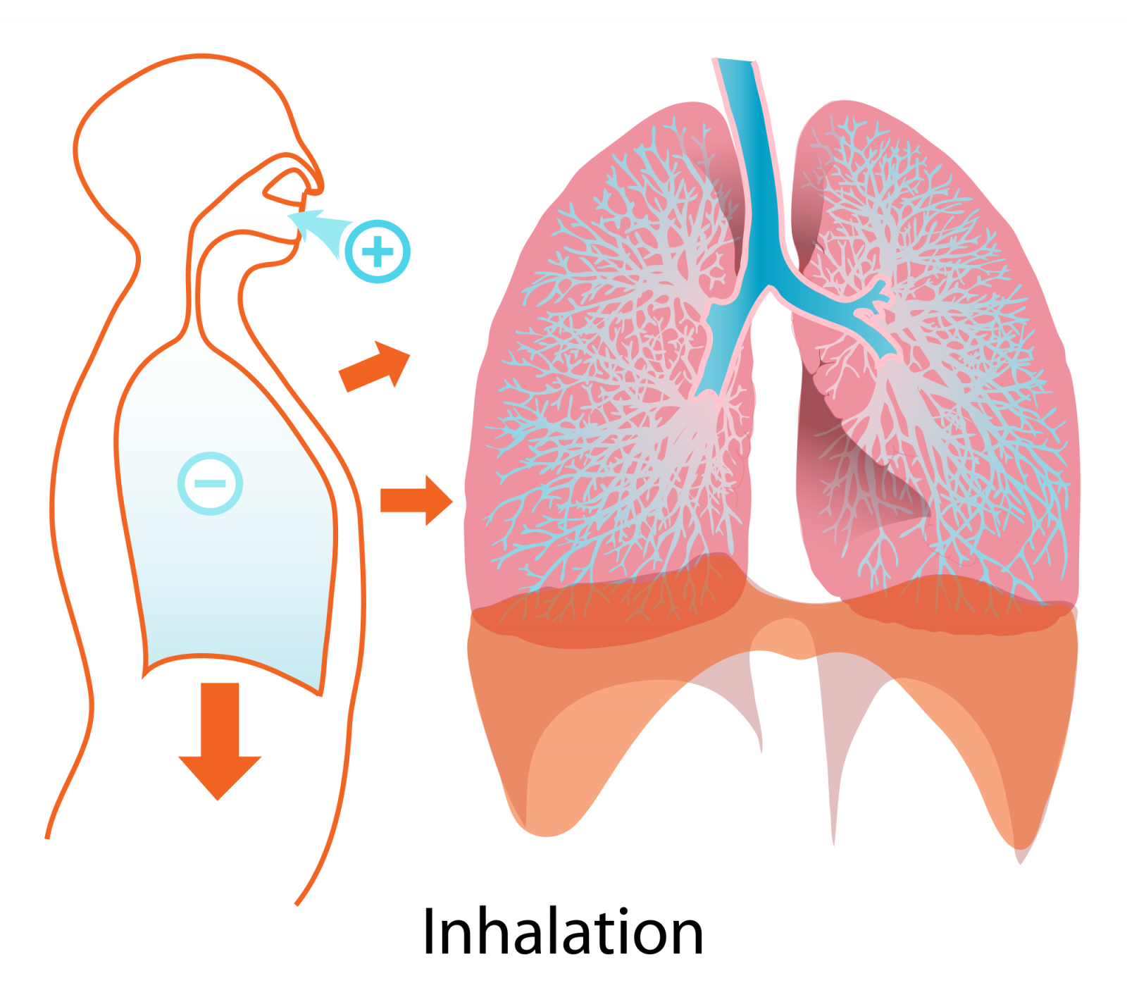 Exercícios Respiratórios e seus muitos Benefícios - AULA